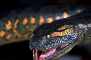 W brazylii złapał największy węża na świecie